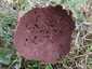 Pikkelyes pöfeteg (Lycoperdon utriforme), Budai-hegység